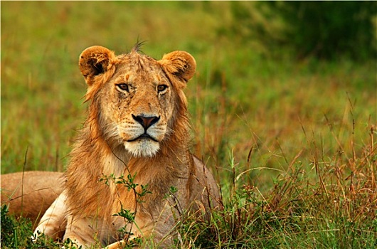 头像,幼兽,野生,非洲狮