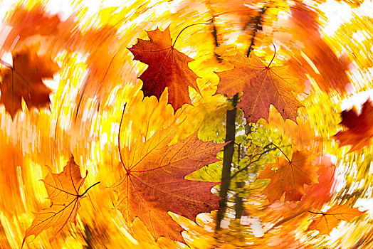 叶子,秋天,合成效果,图像