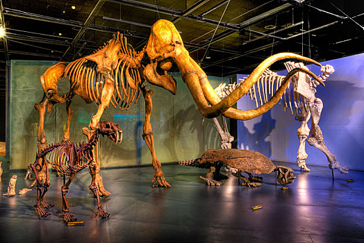 恐龙,骨骼,科阿韦拉州,墨西哥,中美洲