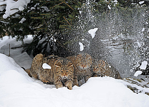 野猫科动物,幼小,冬天,正面,雪,毁坏,解冻