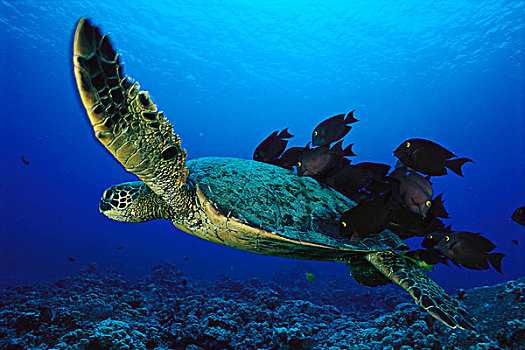 绿海龟,龟类,科纳海岸,夏威夷
