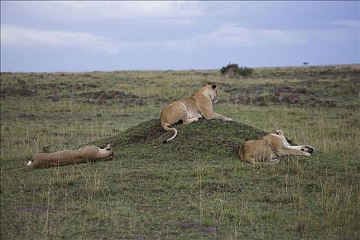 三个,雌狮,狮子,休息,地点,马赛马拉国家保护区,肯尼亚