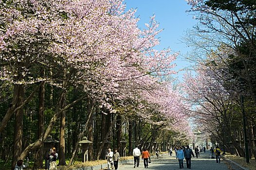 樱花,北海道,神祠