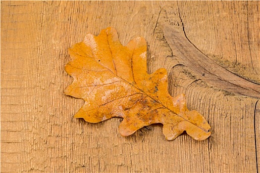 秋叶,木头,背景