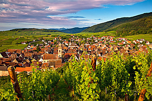 早晨,远眺,乡村,葡萄酒,路线,阿尔萨斯,法国