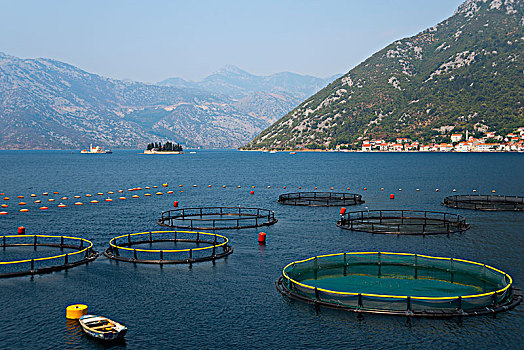 捕鱼业,湾,黑山,欧洲