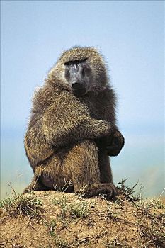 东非狒狒,黄狒狒,猴子,坐,猿,哺乳动物,肯尼亚,非洲,动物