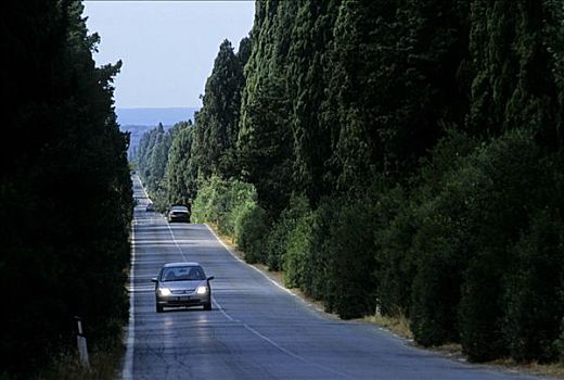 柏树,道路,靠近,里窝那,省,托斯卡纳,意大利,欧洲