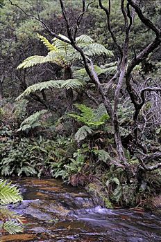 瀑布,石头,温带雨林,蓝山国家公园,澳大利亚