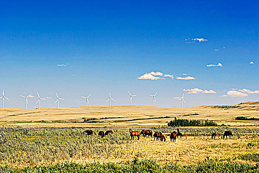 马,放牧,正面,风轮机,溪流,不列颠哥伦比亚省,加拿大