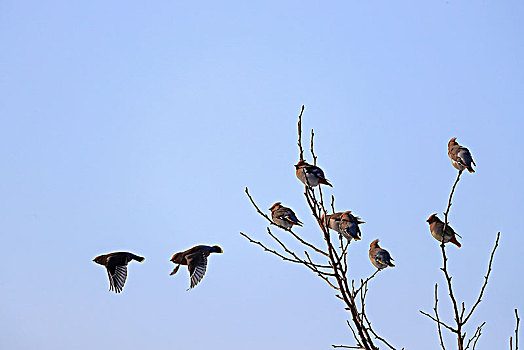 树枝上成群的太平鸟