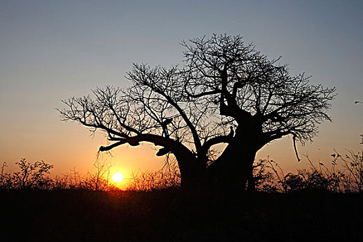 猴面包树,树,日落,博茨瓦纳,非洲