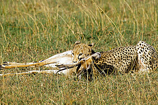 肯尼亚,马赛马拉,草地,印度豹,杀戮,瞪羚