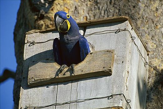 紫蓝金刚鹦鹉,出现,窝,盒子,潘塔纳尔生态系统,巴西