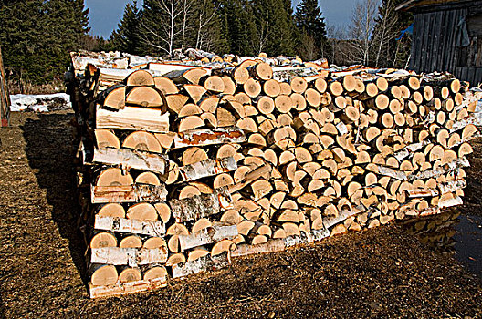 整洁,一堆,堆,木柴,切削,桦树,安大略省,加拿大