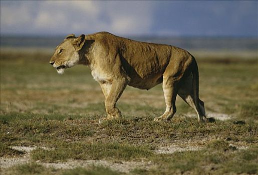 雌狮,国家公园,肯尼亚