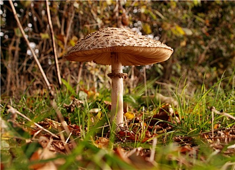 伞状蘑菇,地平面