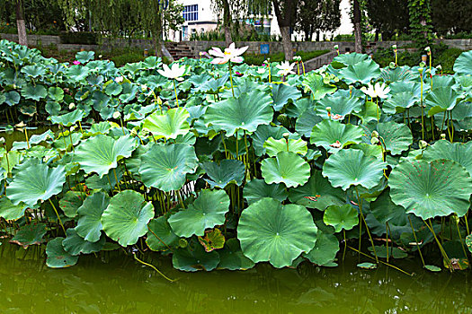 中国古典园林中生长着荷花的池塘