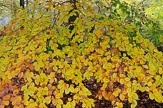 秋天,枝条,山毛榉,下莱茵,区域,北莱茵威斯特伐利亚,德国,欧洲