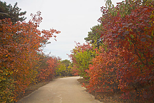 北戴河,红叶,秋天,炫,联峰山0038