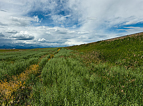风景,草,南方,艾伯塔省,加拿大