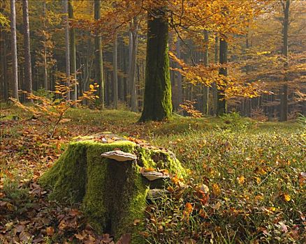 树桩,菌类,山毛榉,树林,施佩萨特,巴伐利亚,德国