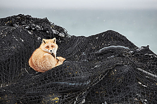 红狐,狐属,堆积,渔网,冬天