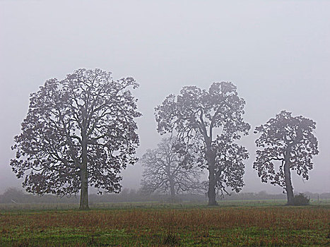 橡树,晨雾,温哥华岛,不列颠哥伦比亚省,加拿大