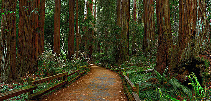 美国,加利福尼亚,小路,红杉,穆尔国家森林纪念地,大幅,尺寸