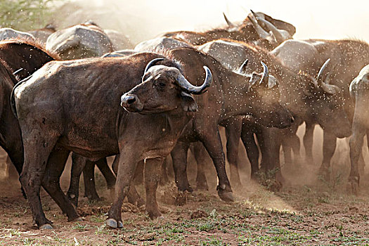 非洲水牛,南非水牛,国家公园,坦桑尼亚,非洲