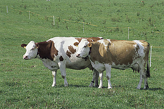 两个,母牛,站立,草,地点