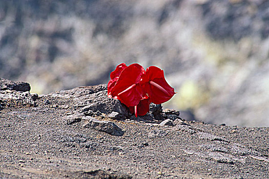 给,花烛属植物,花,女神,边缘,火山口,夏威夷火山国家公园,夏威夷