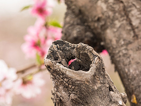 桃花,粉色