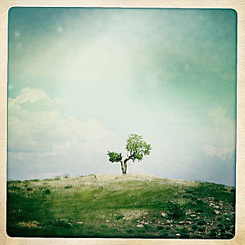 孤单,树