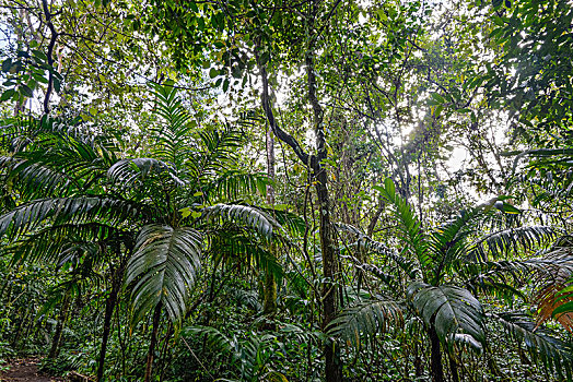 密集,雨林,阿雷纳火山国家公园,阿拉胡埃拉,省,哥斯达黎加,中美洲