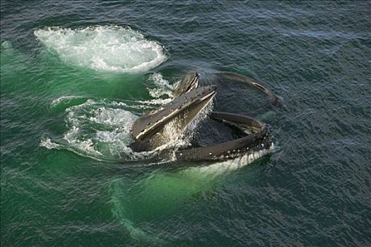驼背鲸,大翅鲸属,鲸鱼,一对,通道,西部,南极