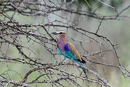 紫胸佛法僧鸟,栖息,刺槐,枝条,埃托沙国家公园,纳米比亚,非洲