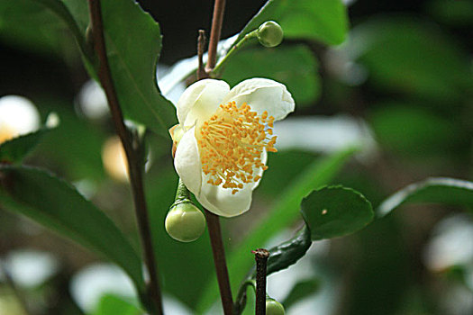 茶花茶树茶叶茉莉花小白花盛开绽放