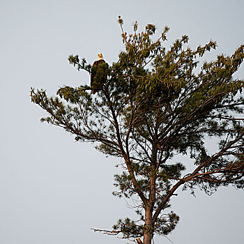 鹰,栖息,树,湖,木头,安大略省,加拿大