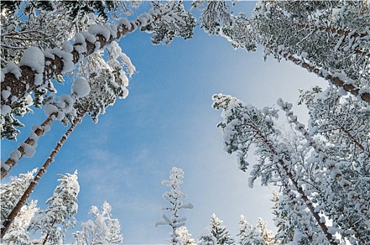 冬天,积雪,树,蓝天,爱沙尼亚