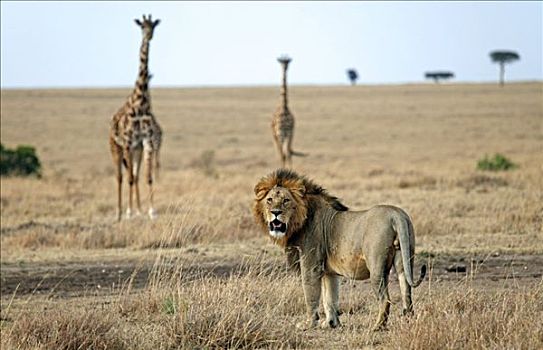 狮子,马萨伊,长颈鹿,马赛长颈鹿,马赛马拉国家保护区,肯尼亚