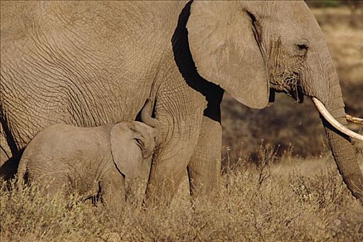非洲象,幼仔,父母,自然保护区,肯尼亚