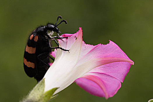 昆虫与花