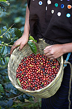 篮子,收获,咖啡,樱桃,庄园,远景,危地马拉