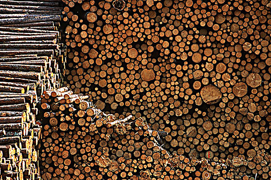 木,一堆,处理,院子,不列颠哥伦比亚省,加拿大