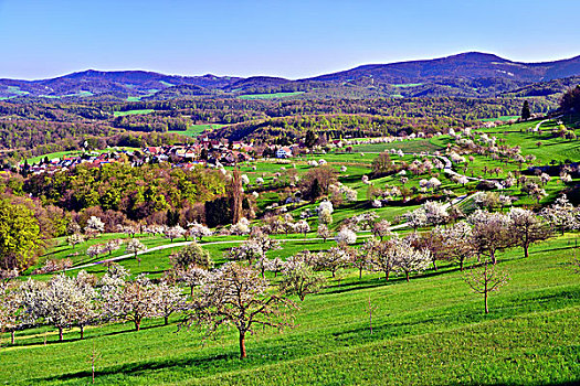 乡村,围绕,花,樱桃树,瑞士,欧洲