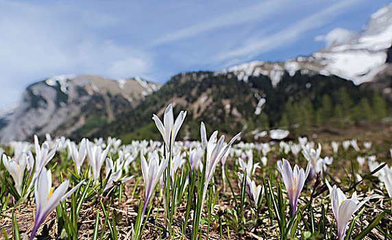 春天,藏红花,番红花属,奥地利,阿尔卑斯山,著名,山谷,山脉,提洛尔
