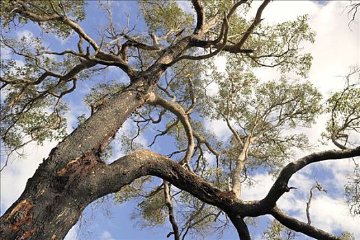 仰拍,桉树,橡胶树,树脂,西澳大利亚,澳大利亚