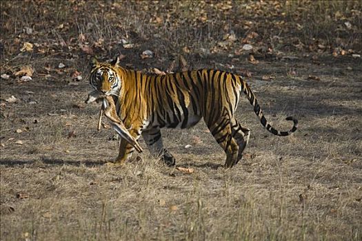 孟加拉虎,虎,新鲜,杀死,轴,鹿,花鹿,干燥,季节,班德哈维夫国家公园,印度