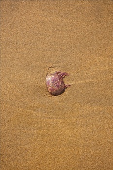 水母,沙滩